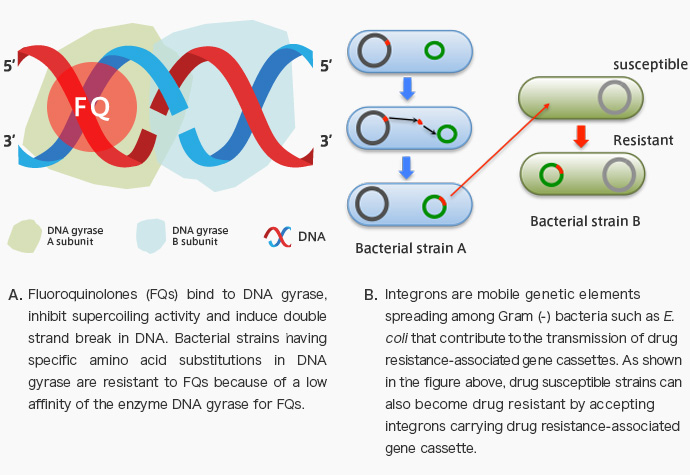 Study of drug resistance acquisition mechanisms