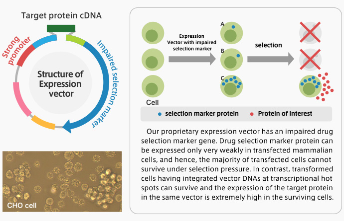 Development of biological products utilizing a mammalian host-vector system