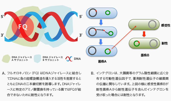 薬剤耐性獲得機構の研究