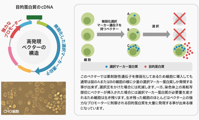 薬剤耐性獲得機構の研究