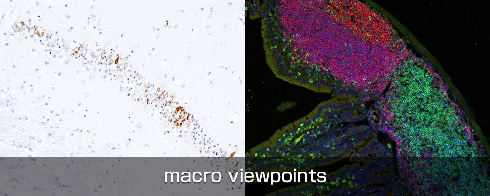 macro viewpoints