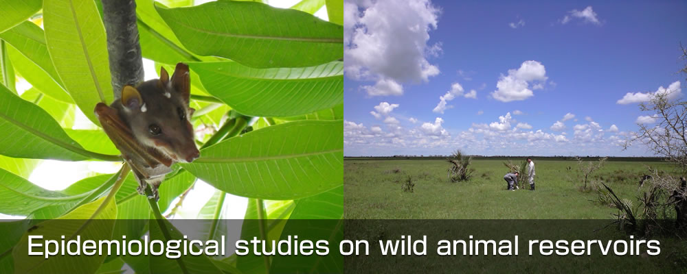 Epidemiological studies on wild animal reservoirs