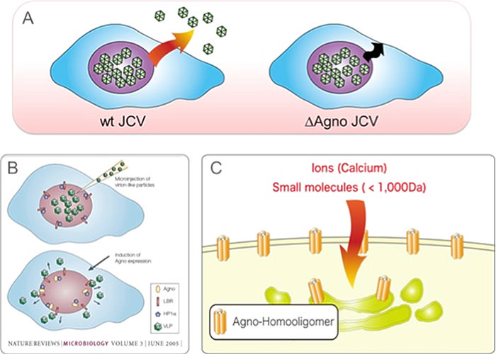 Figure 3. A) JCV particles are generated in the nuclei and released outside the cell.  Agnoprotein deletion mutant virus (ΔAgno JCV) fails to release particles from the cells. B) Agnoprotein interacts with HP1α and promotes transportation of virus particles from the nuclei to the cytoplasm. C) Agnoprotein forms homooligomers on the cell membrane and functions as a viroporin. Viroporin induces cell lysis and promotes extracellular release of virus particles.