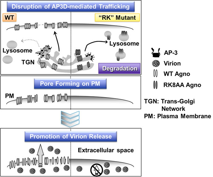 Figure 4. Agnoprotein in JCV directly binds to the host factor AP3D, blocking the trafficking of agnoprotein itself to lysosomes and inhibiting degradation. Agnoprotein is transported to the cell membrane and forms polymers, functioning as a viroporin and promoting extracellular release of JCV particles. However, agnoprotein which contains RK mutant and which is non-binding to AP3D, is degraded by lysosomes.