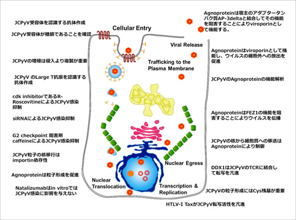 図2. これまでに私達が明らかにしてきたJCVの細胞内増殖機構（ウイルス64: 1: pp25-34より引用）。